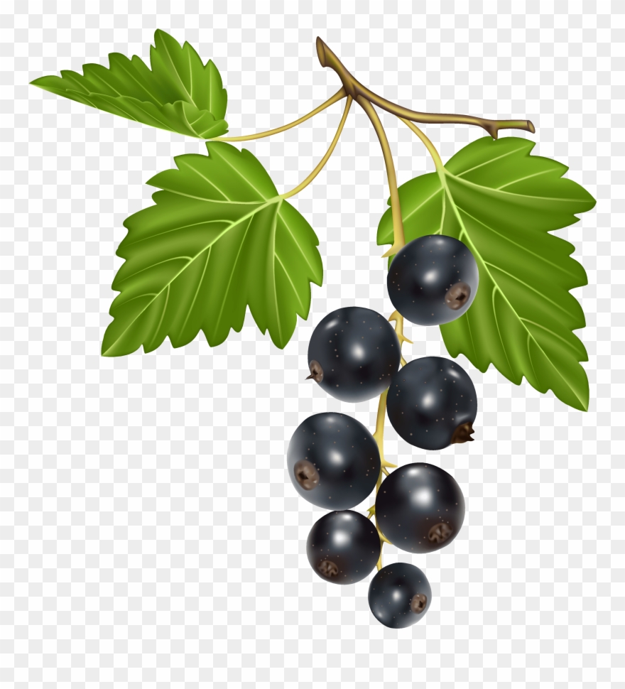 Blackcurrant Png Clipart
