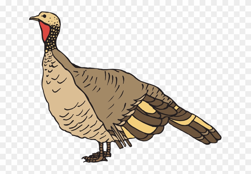 Wild Turkey Clipart - Png Download
