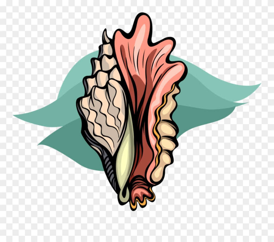 Mollusk Image Illustration Of Aquatic - Illustration Clipart