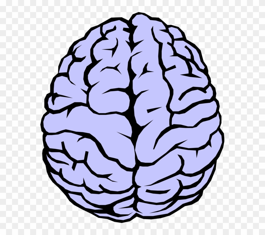 Vector Illustration Of The Human Brain - Brain Drawing Clipart