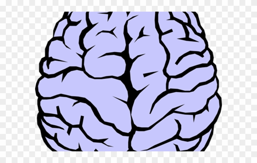 Human Brain Clipart - Brain Drawing - Png Download