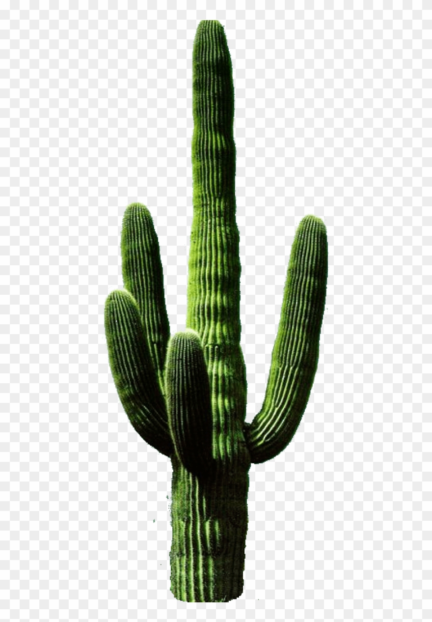 Free Png Cactus Png 11 Png Images Transparent - Transparent Background Cactus Png Clipart