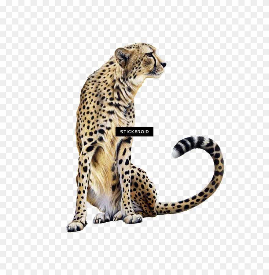 Cheetah Clipart