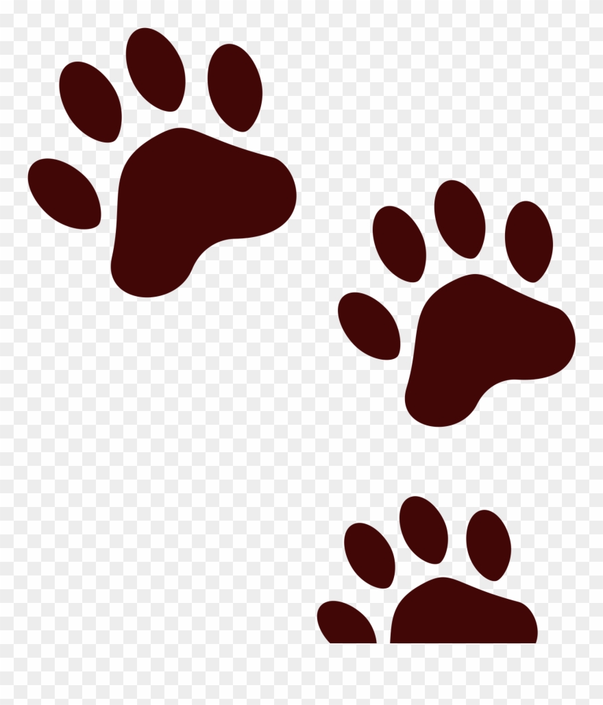 Bear Shop Of Library Buy Clip Art - Svg Paw Prints - Png Download