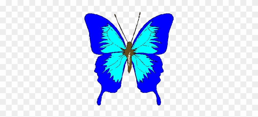 3 - Blue Butterfly Design Shower Curtain Clipart