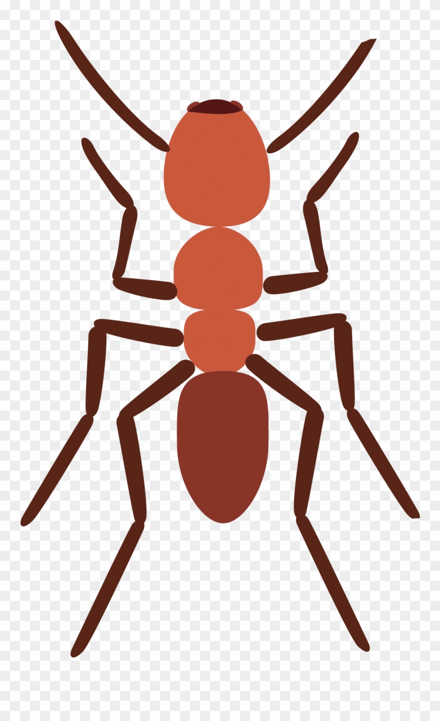 Image Stock Ants Spider Scout Ant Explore Pictures - Illustration Clipart