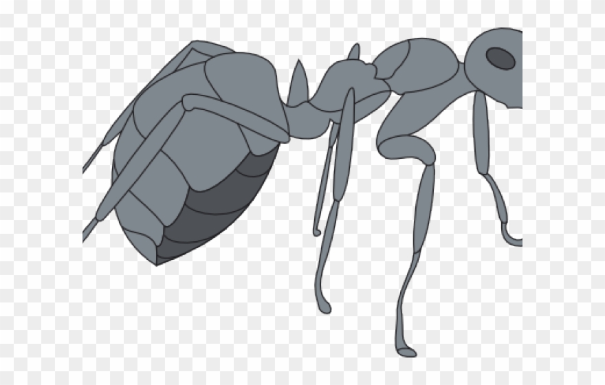 Ant Clipart Gray - Ant - Png Download