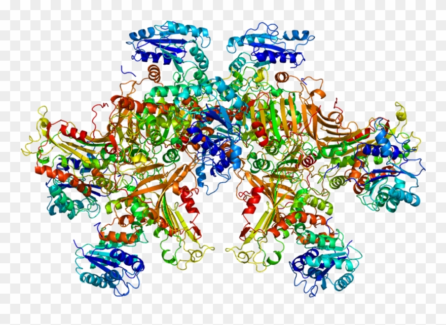Protein G6pd Pdb 1qki - G 6 Pd Clipart