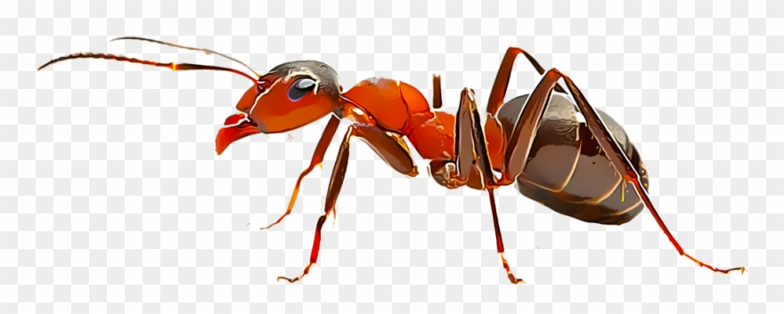 Fire Ants - Fire Ant Clipart