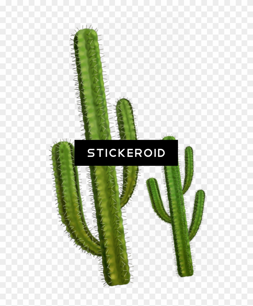 Two Cactuses - Portable Network Graphics Clipart