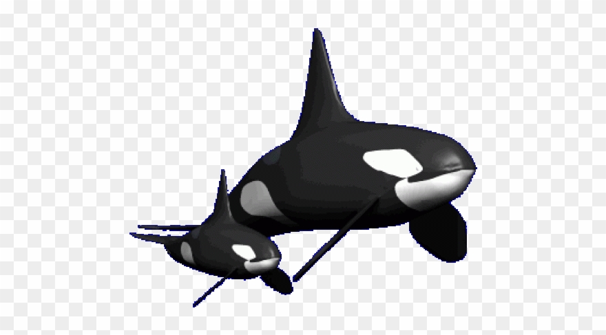 Killer Whale Clipart Real Whale - Killer Whale Transparent Gif - Png Download