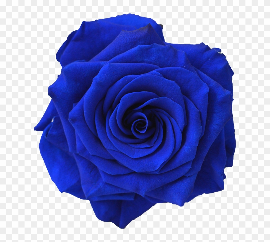 Kisspng Blue Rose Flower Navy Blue Clip Art Blue Flower - Blue Roses Transparent Background