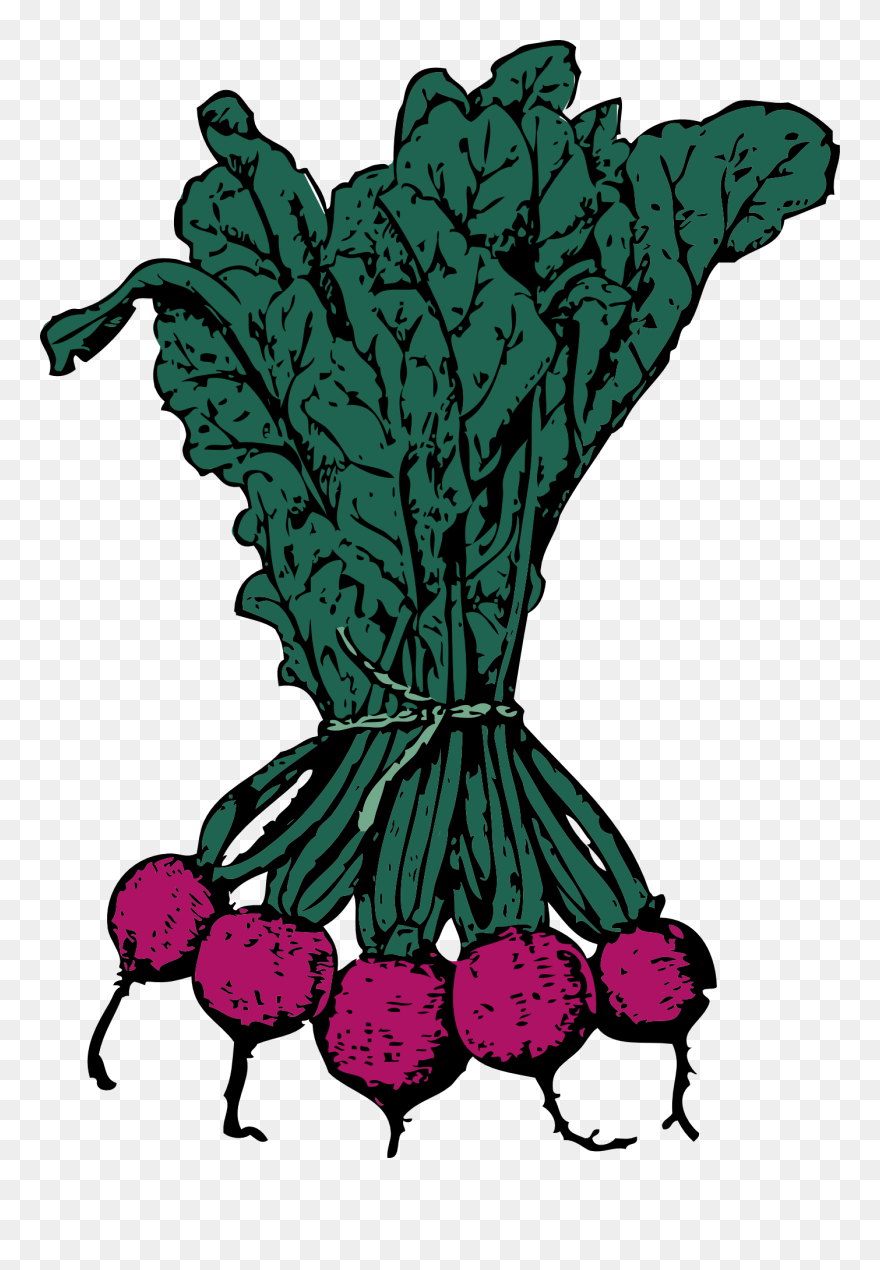 Vector Clip Art - Beets Clip Art - Png Download