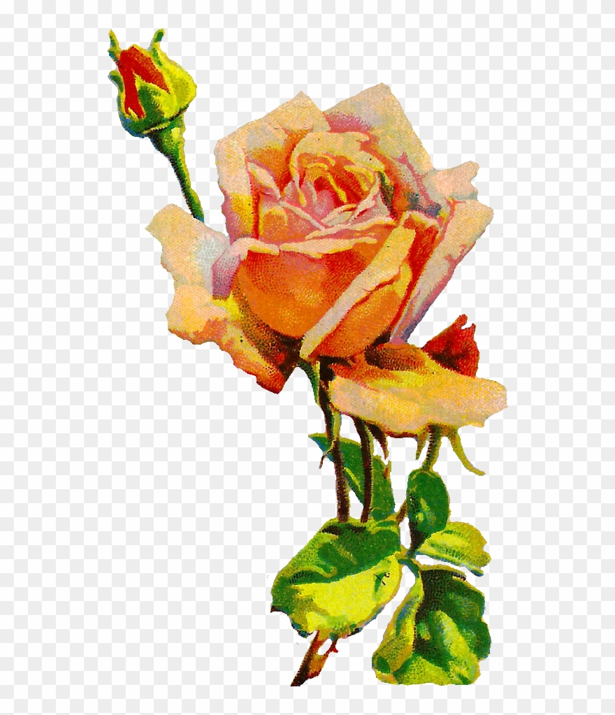 Rose Flower Image Botanical Illustration - Botanical Illustration Clipart