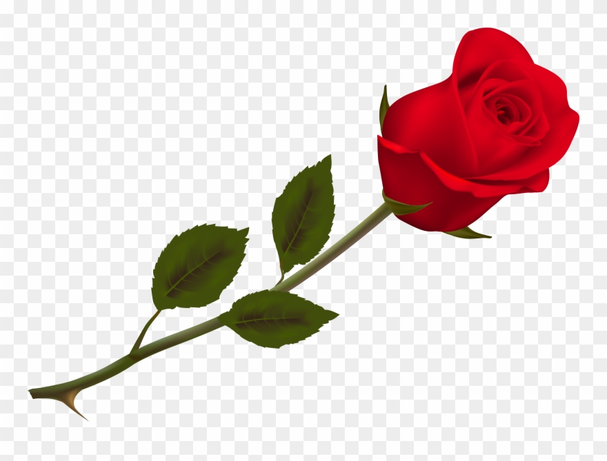 Transparent Beautiful Red Rose Png Picture - Rose Png Clipart