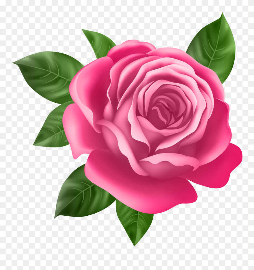 Pink Rose Transparent Png Clip Art - Best Rose Flower