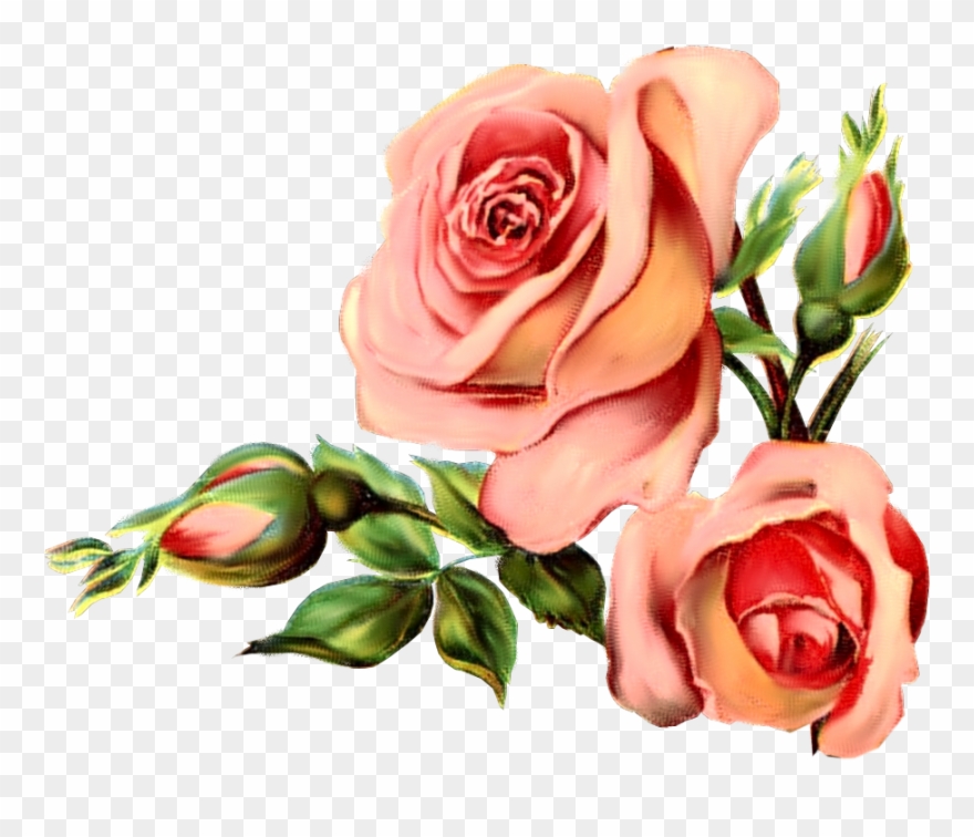 Vintage Rose March - Vintage Flower Graphic Png Clipart