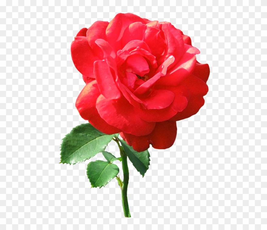 Single Red Rose With Dew Drops - Transparent Single Red Rose Clipart