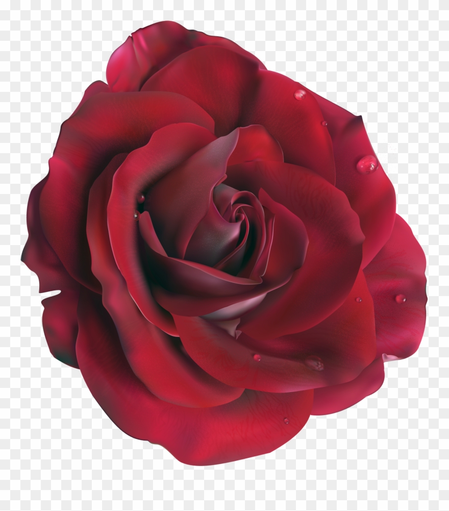 Tea Clipart Transparent Background - Seductive Rose Flower - Png Download