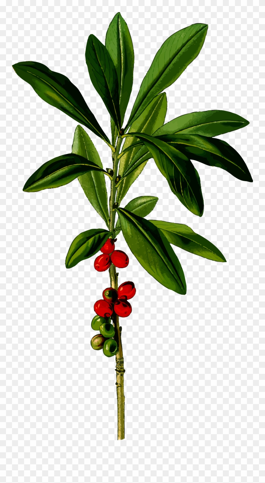 Big Image - Daphne Mezereum Clipart