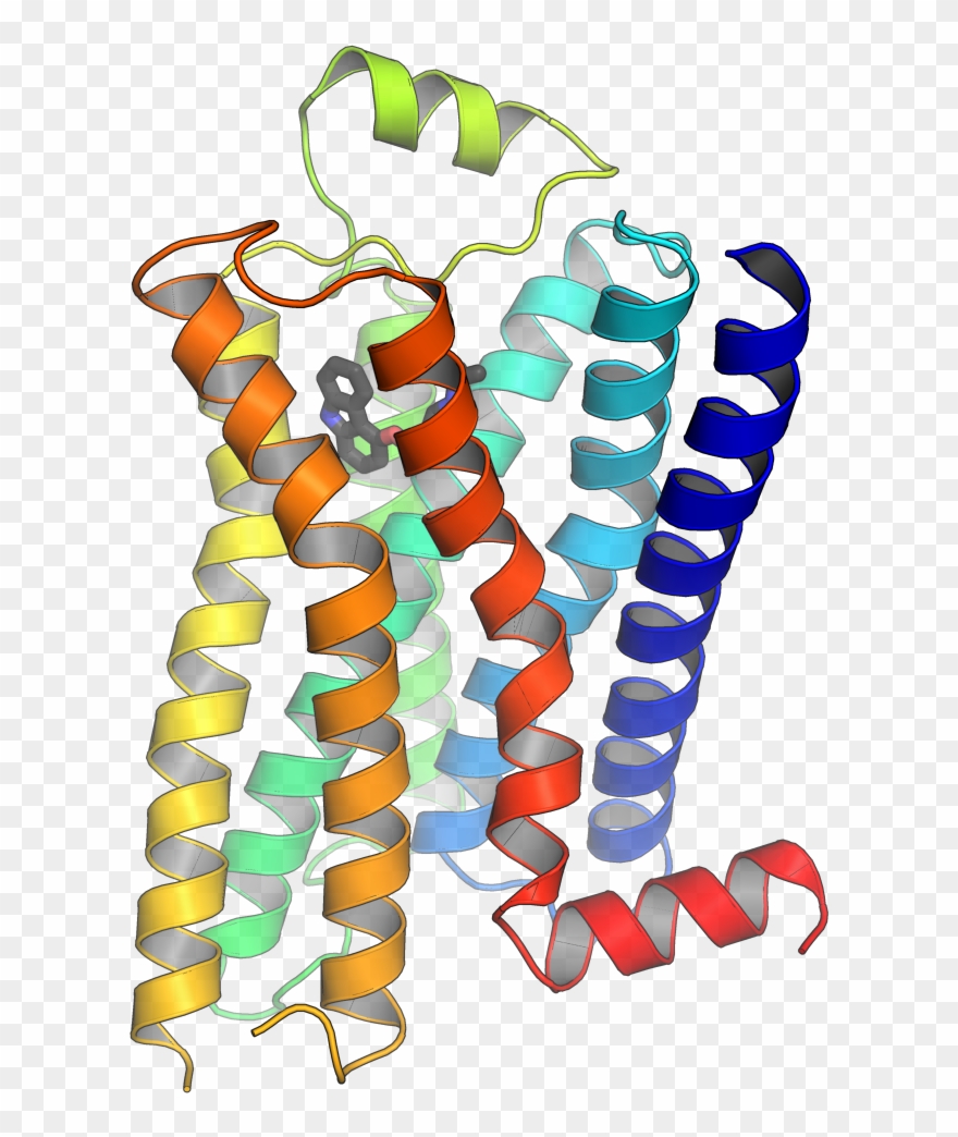 Receptor Proteins Clipart - Png Download