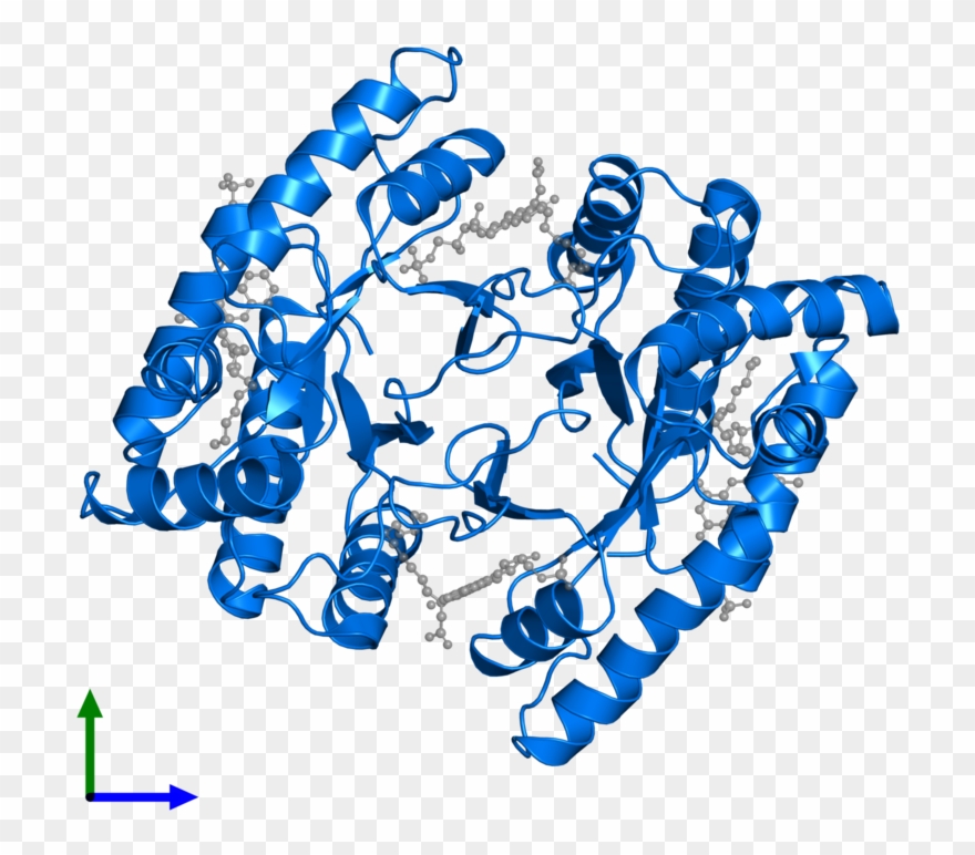 <div Class='caption-body'>pdb Entry 1fvp Contains 2 - Graphic Design Clipart
