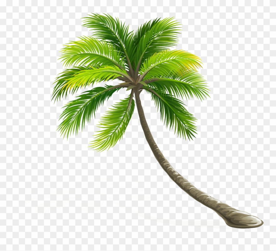 Arecaceae Coconut Leaf Tree Hd Image Free Png Clipart - Tree Images Png Hd Transparent Png
