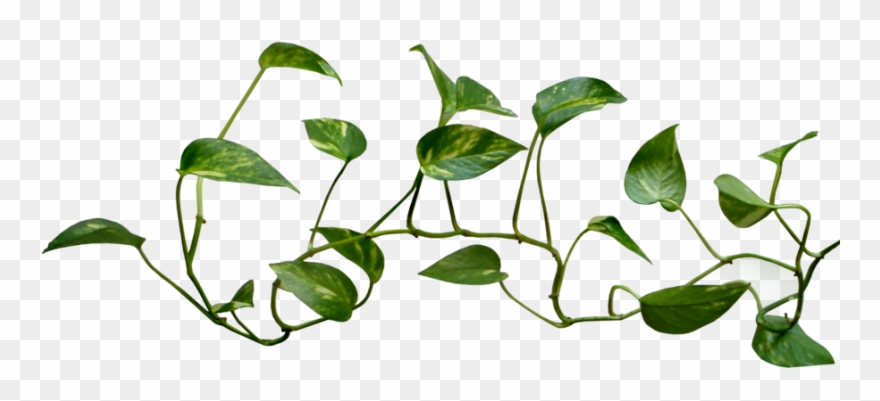 28 Collection Of Money Plant Images Clipart - Vines Transparent - Png Download