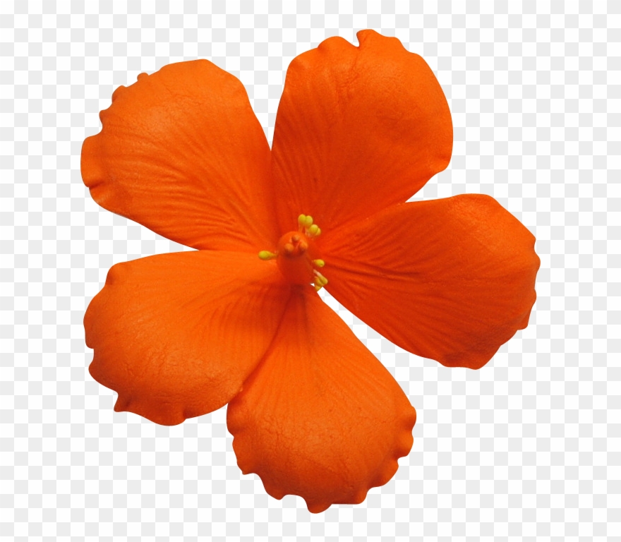 Hibiscus Per Box Wholesale Sugar Flowers - Sugar Paste Clipart
