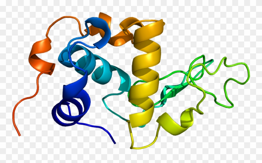 Alpha Lactalbumin Protein Clipart