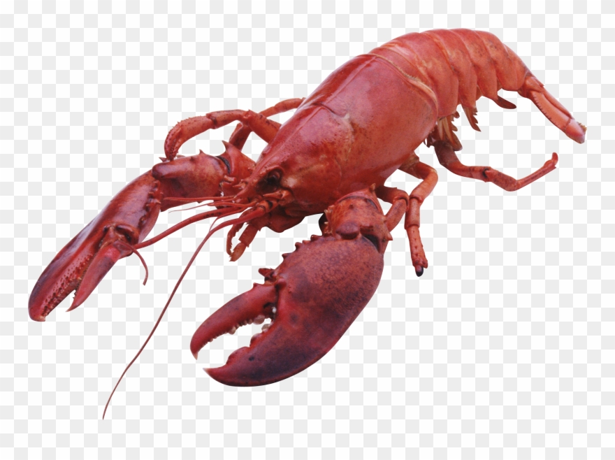 Lobster Clipart Transparent Background - Png Download