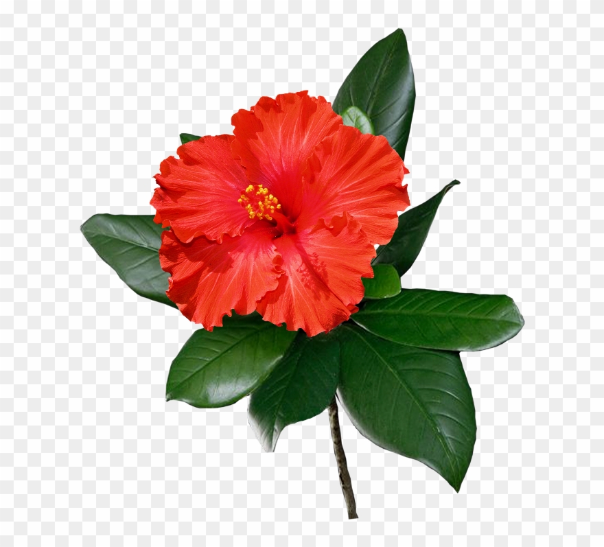 Shoeblackplant Common Flower Clip Art Hawaii Transprent - 种 大 红 花 - Png Download