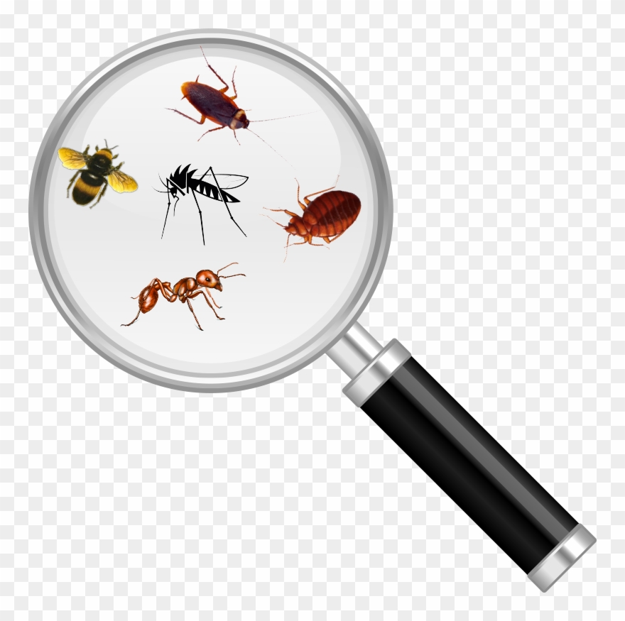 Bug Magnify Glass2 - Bug Under Magnifying Glass Clipart