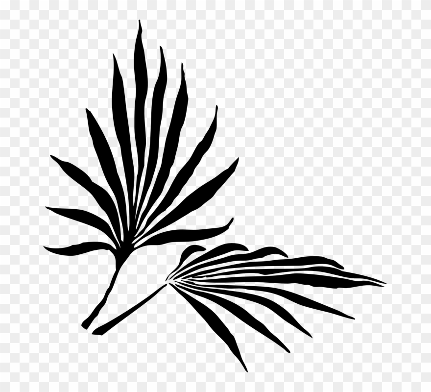 Palmetto Tree Drawing At Getdrawings - Tropical Leaves Silhouette Png Clipart