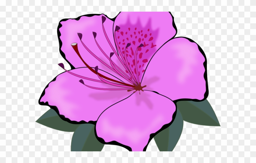 Hibiscus Clipart Amaryllis - Amaryllis Clipart - Png Download