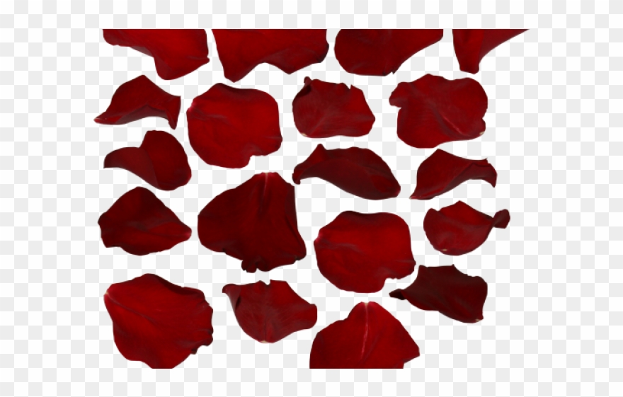 Petal Clipart Transparent Tumblr - Rose Petals Png Background Hd