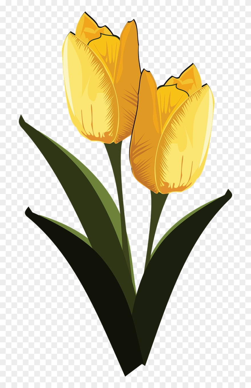 Clip Art Flor Flora Flower Png Image - Tulip Transparent Png