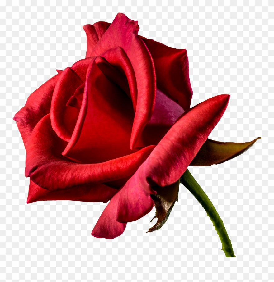Free Beautiful Red Rose From Side Png Image 4th Of - Romantic Happy Birthday Rose Clipart