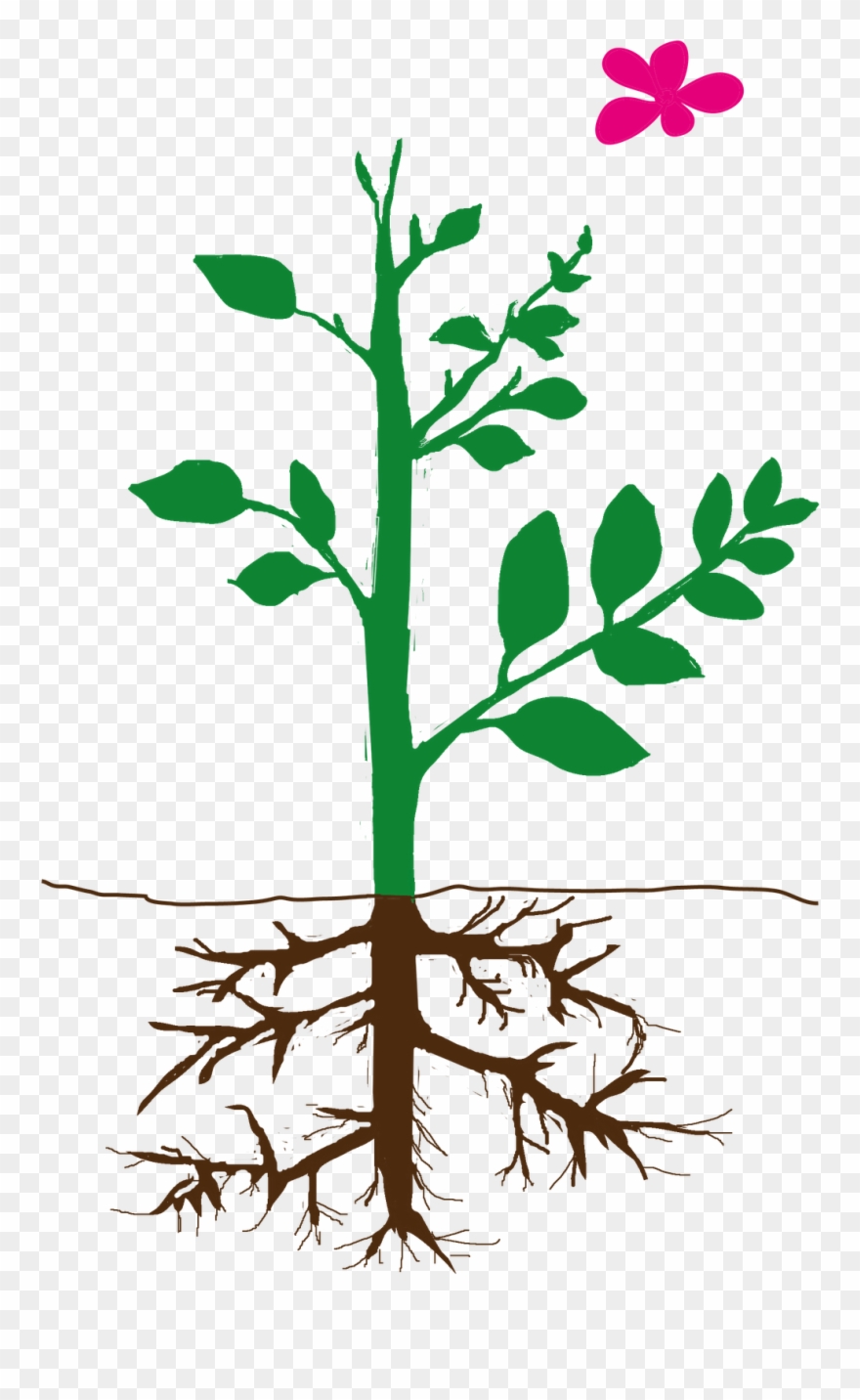 Download Parts Of Plant Png Clipart (#2113424) - PinClipart