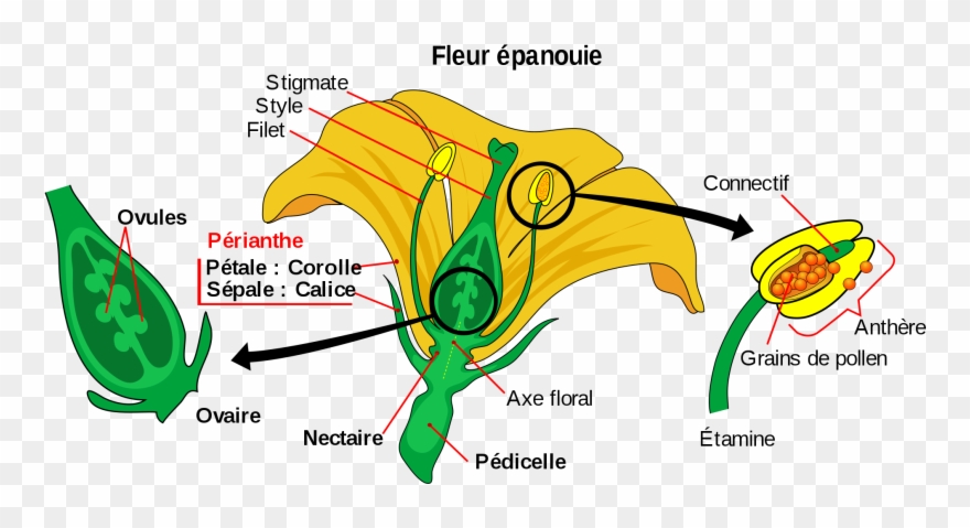 Open - Parts Of A Flower Clipart