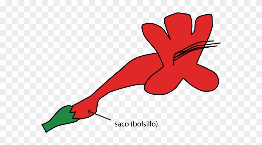 320 × 197 Pixels - Saccate Flower Clipart