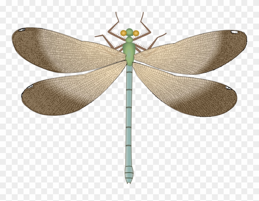 Free Png Dragonfly Png Images Transparent - Dragonfly Clipart