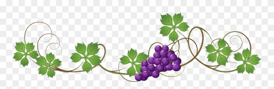 Grape Vine Transparent Background Clipart