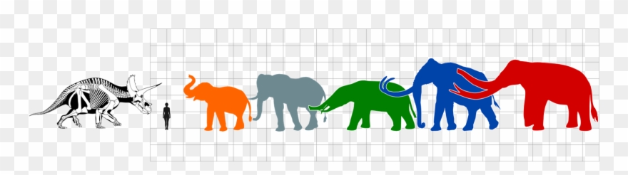 Debate Clipart Memorized Speech - Sous-chemise A4 - Tricératops - Png Download