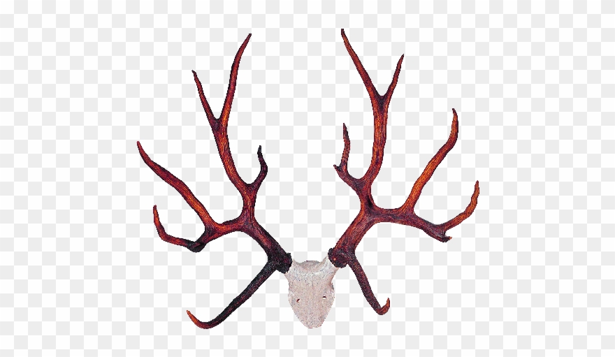Transparent Deer Antlers Png Mart Clipart