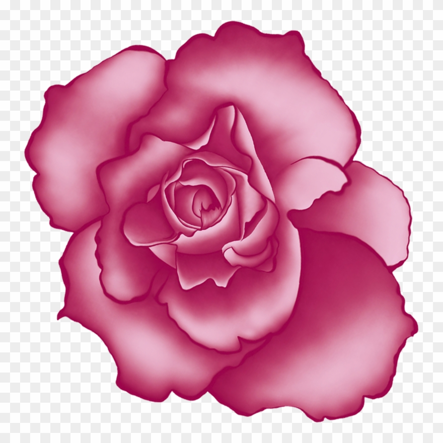 Pink - Rose Clipart