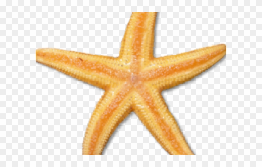 Star Fish Clipart - Png Download