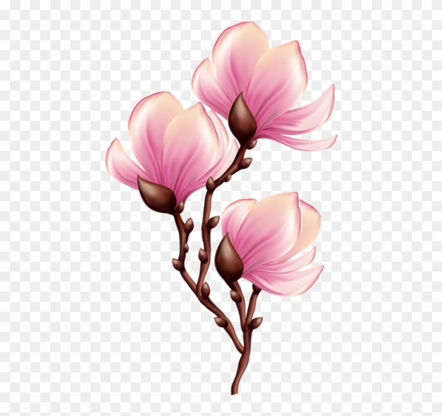 Beautiful Blooming Branch Transparent Png - Magnolia Flower In Png Clipart