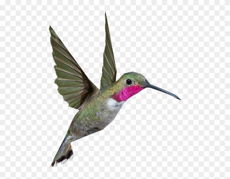 Broad Tailed Hummingbird - Hummingbird Png Clipart