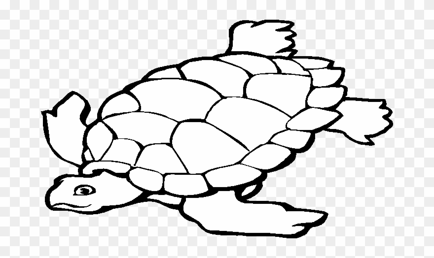 Transition Drawing Tortoise Graphic Transparent Library - Animais Marinhos Desenho Para Colorir Clipart